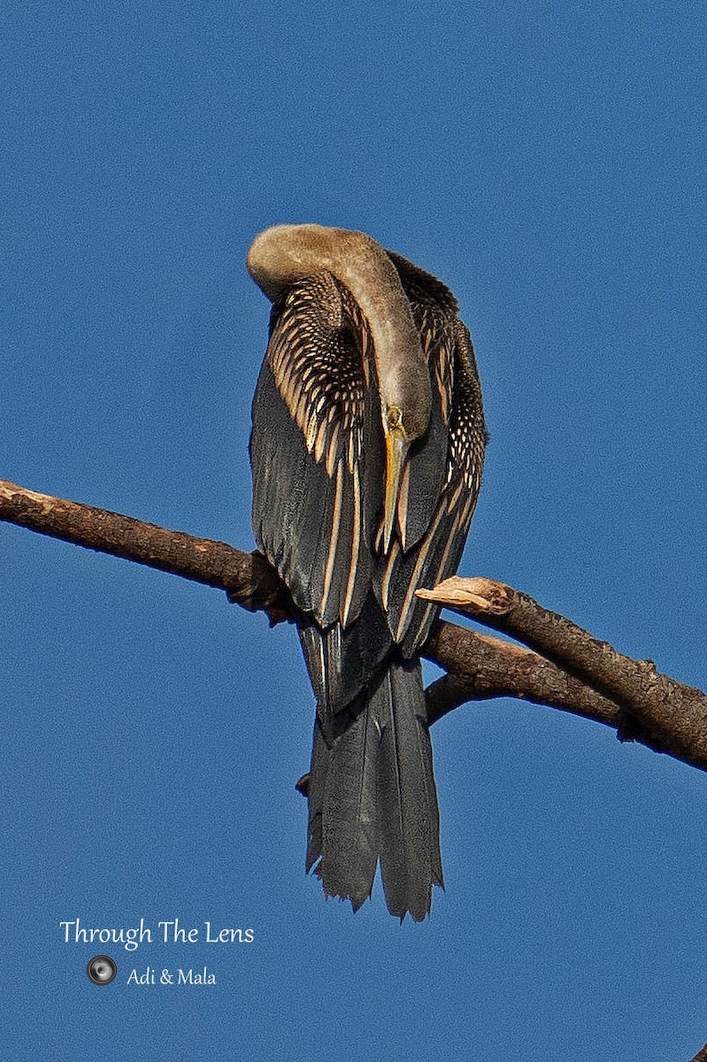 Oriental Darter - ML645587239