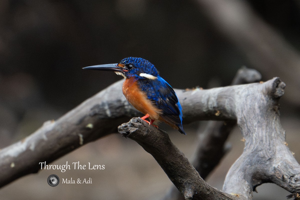 ledňáček modrohřbetý - ML645587245