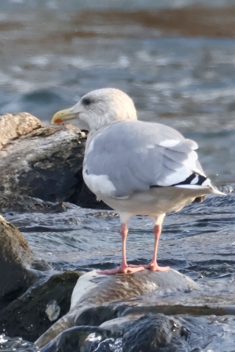 Vega Gull - ML645587256