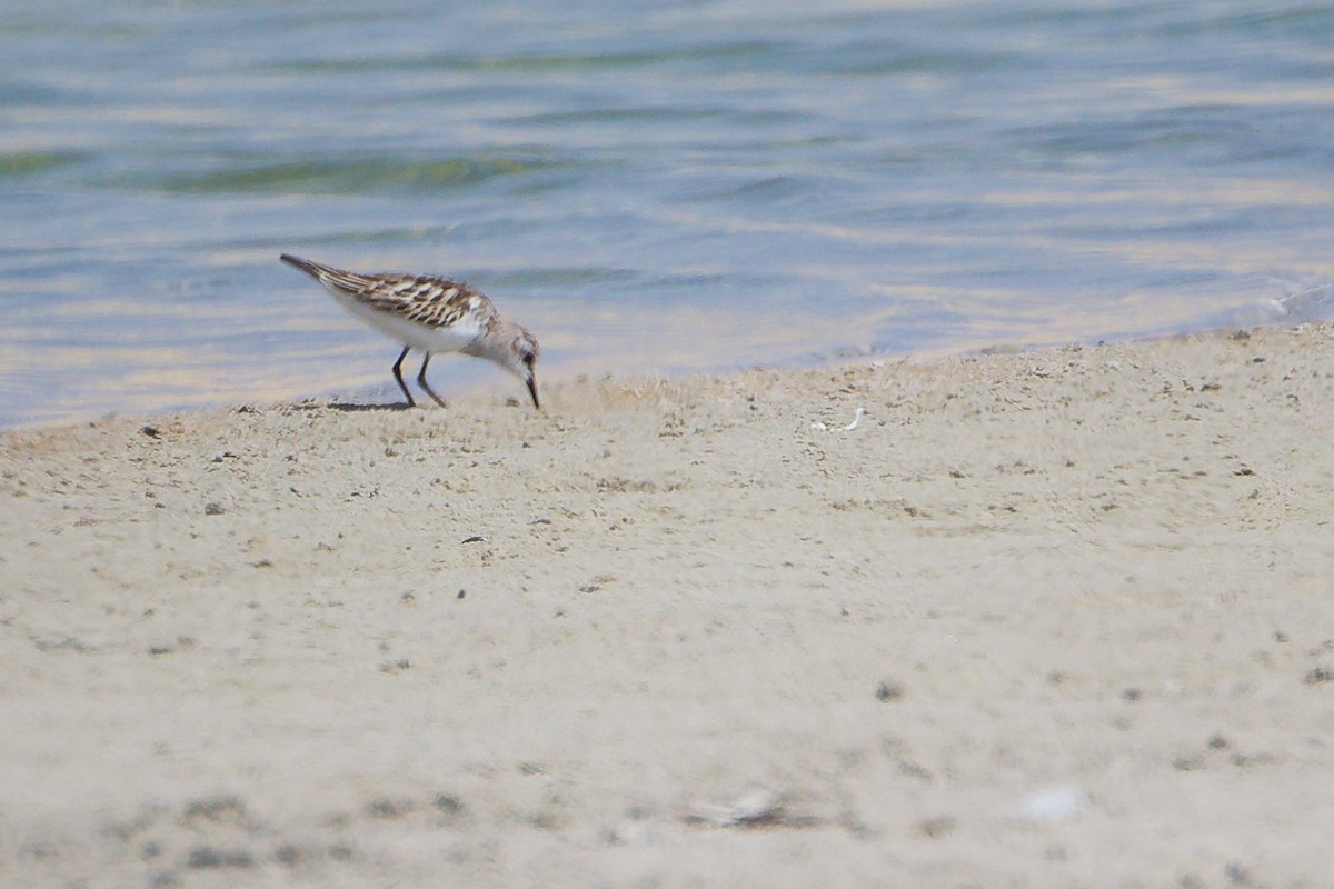 Küçük Kumkuşu - ML645587259