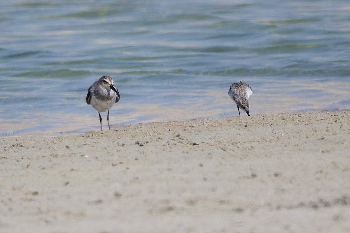 Küçük Kumkuşu - ML645587261