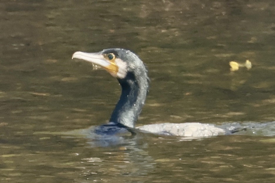 storskarv - ML645587263