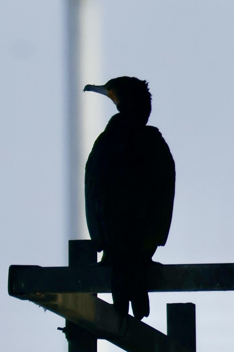 storskarv - ML645587264