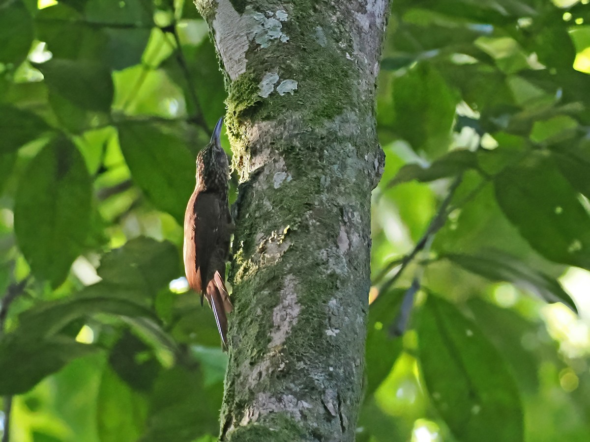 Grimpar des cabosses - ML645587266