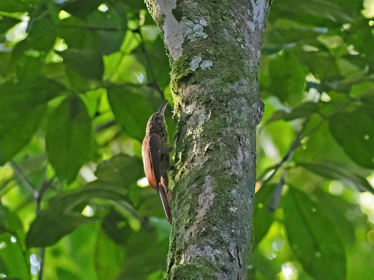 Grimpar des cabosses - ML645587268