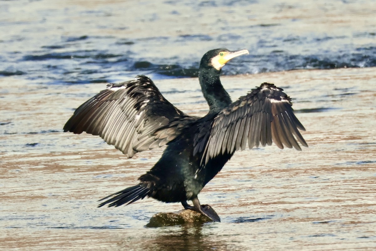 storskarv - ML645587269