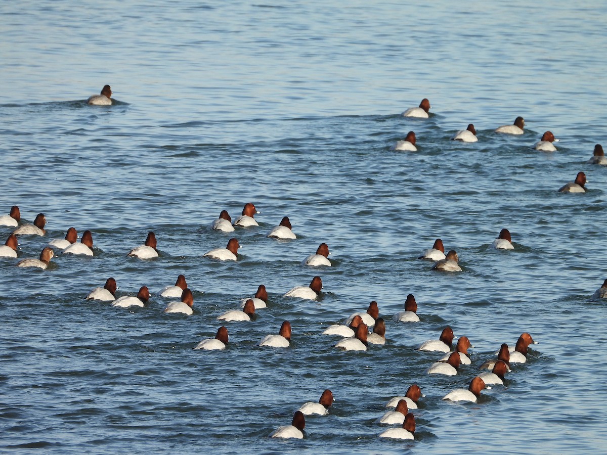 Fuligule milouin - ML645587270