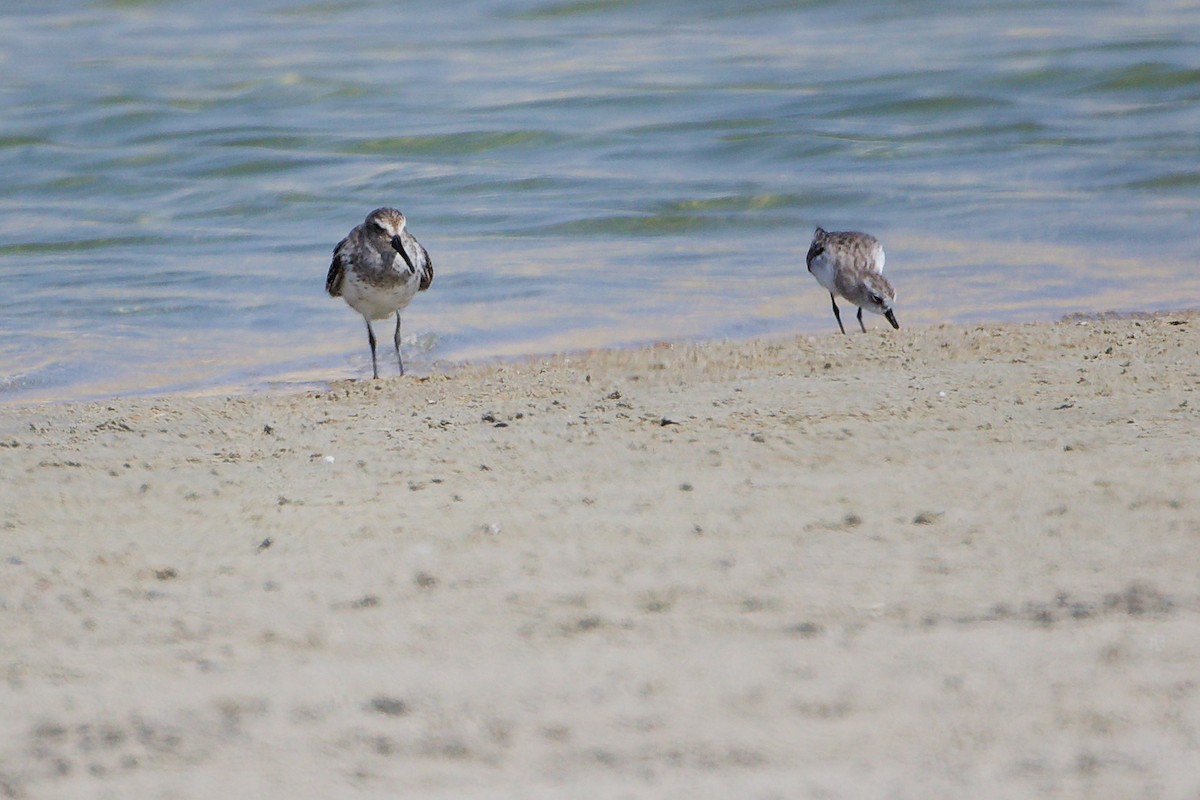 Bécasseau variable - ML645587272