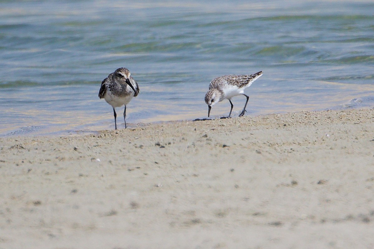 Bécasseau variable - ML645587273