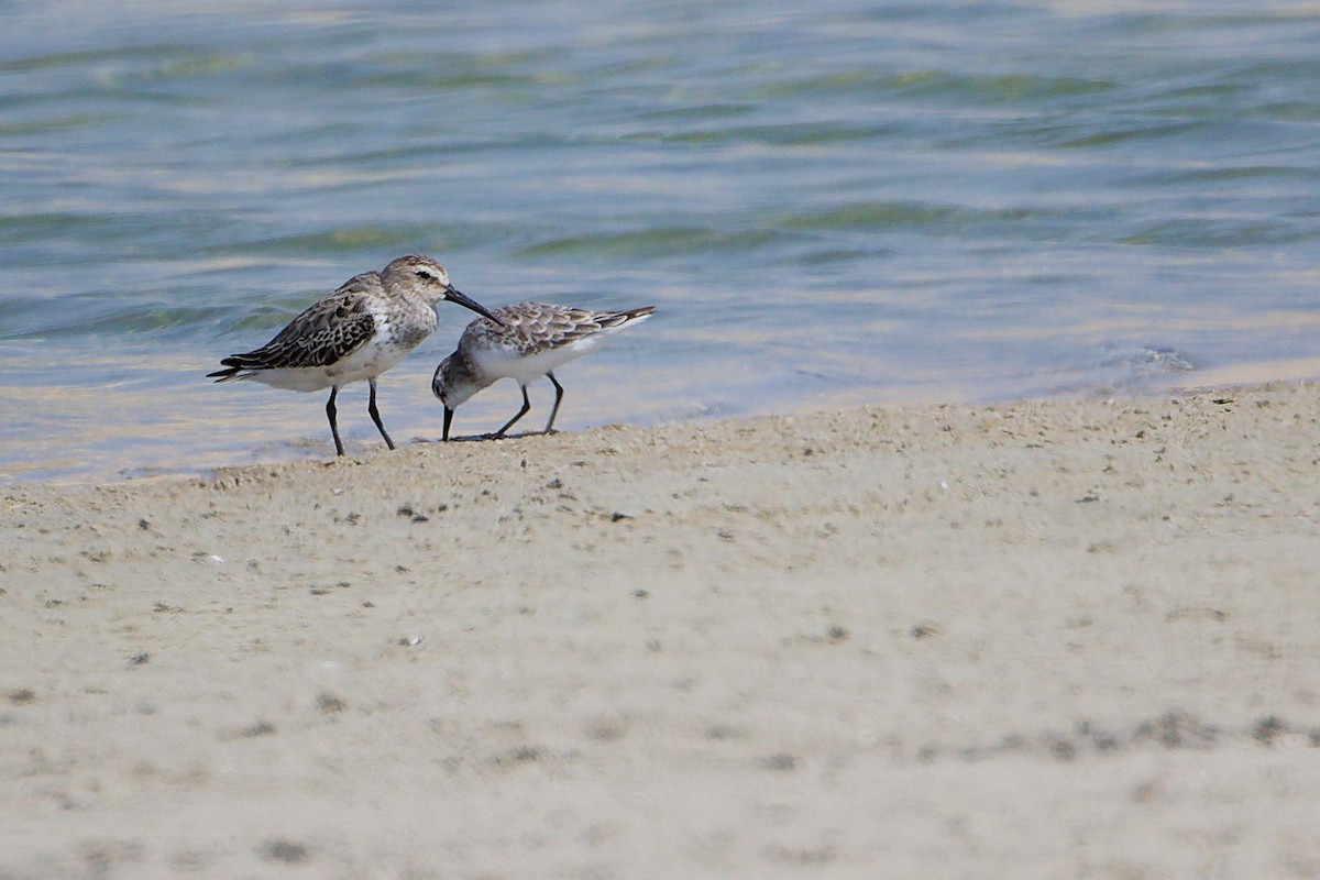 Bécasseau variable - ML645587274