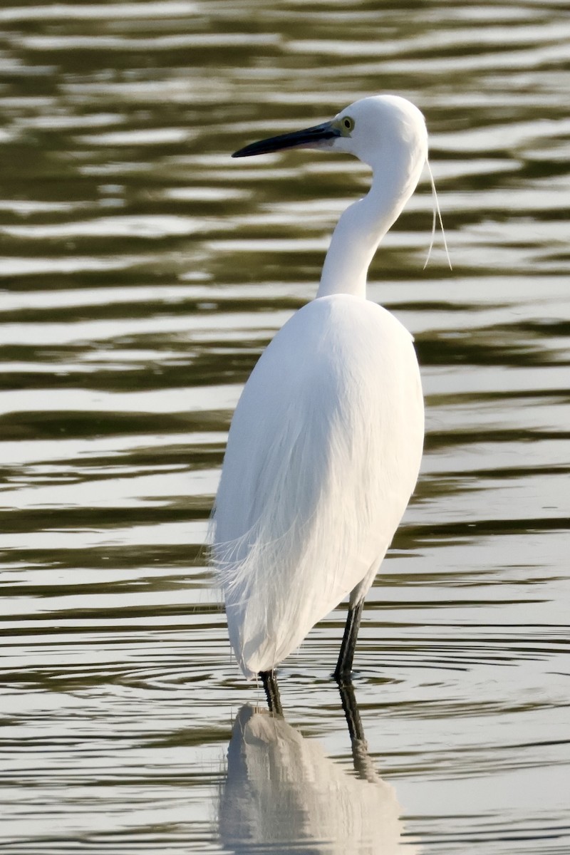 Aigrette garzette - ML645587275