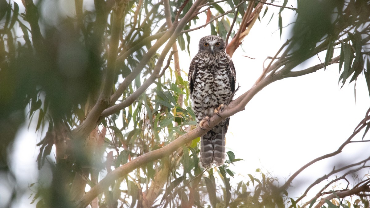 Ninoxe puissante - ML645587282