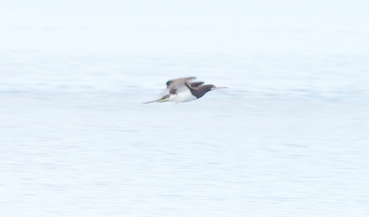 Fou des Cocos - ML645587283