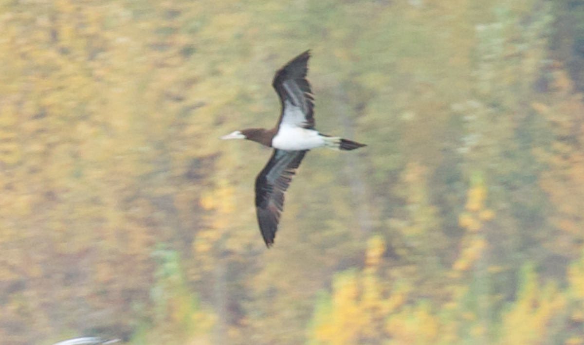 Fou des Cocos - ML645587284