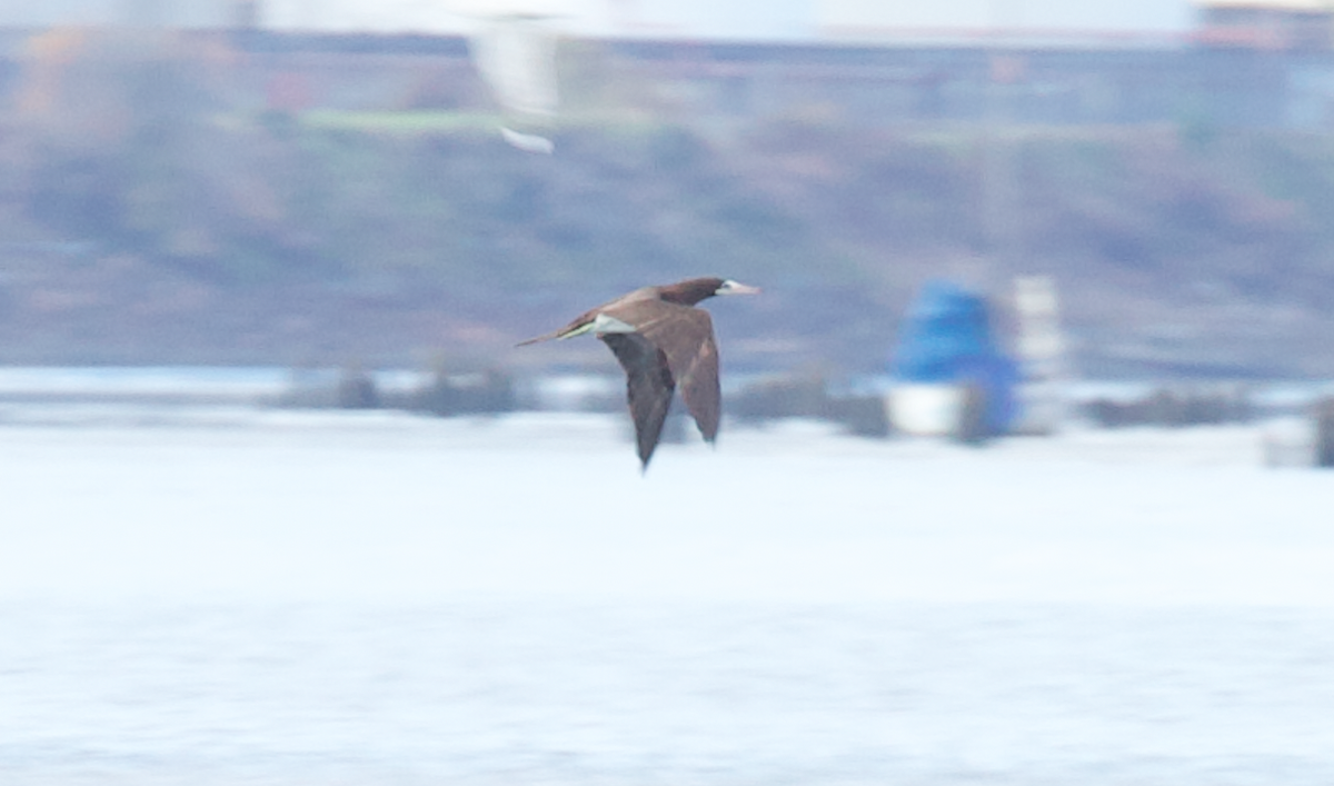 Fou des Cocos - ML645587285