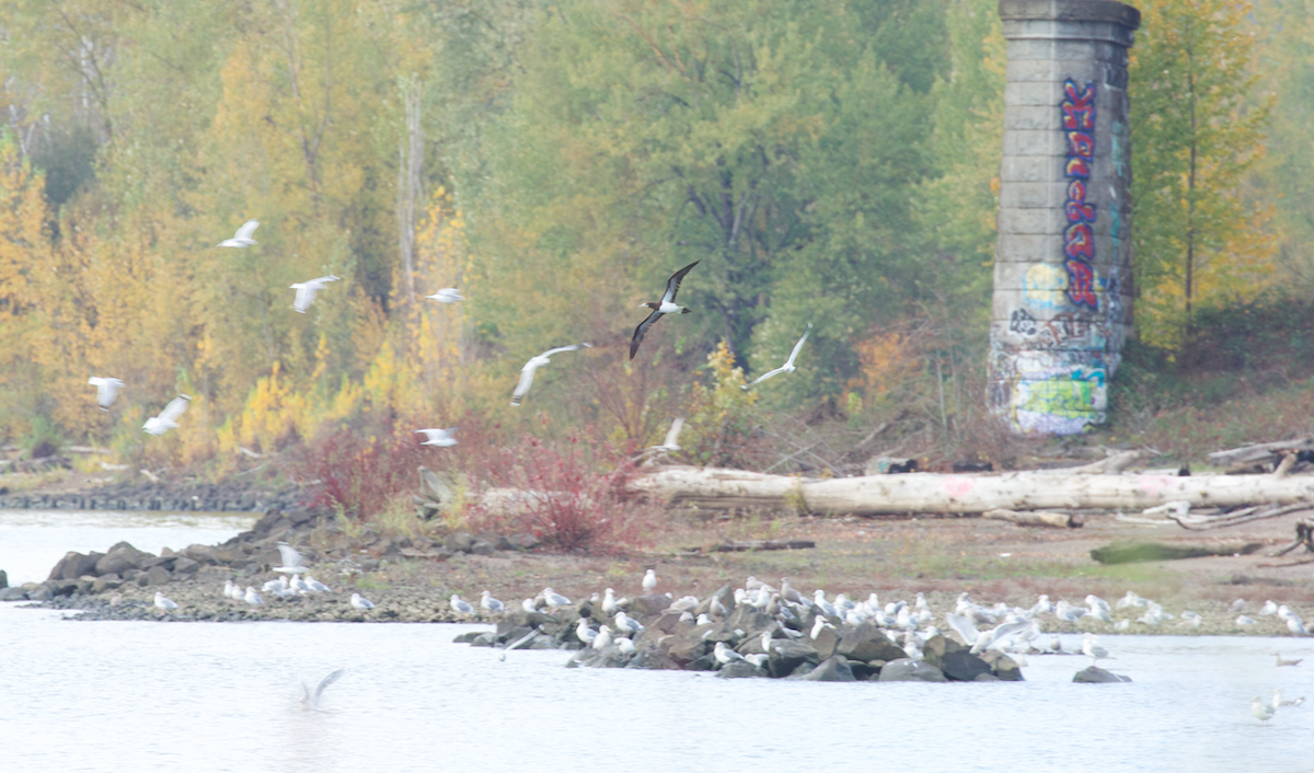 Fou des Cocos - ML645587286