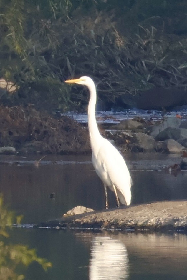Grande Aigrette - ML645587287