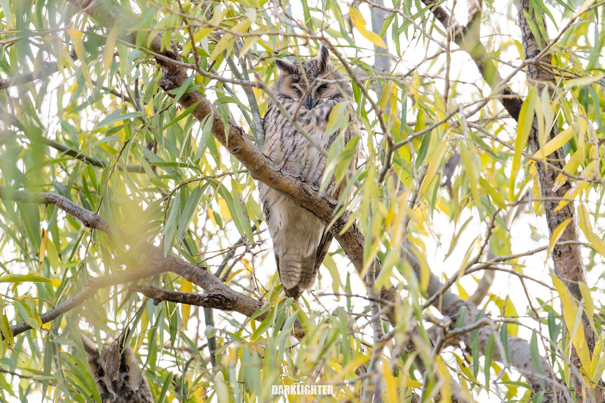 Hibou moyen-duc - ML645587289