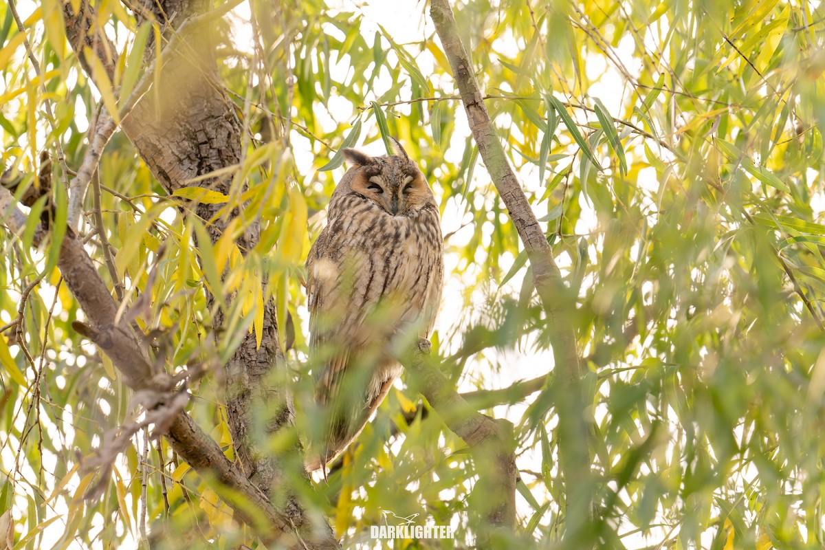 Hibou moyen-duc - ML645587290