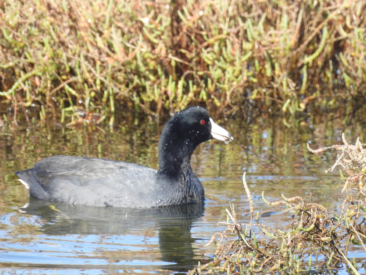 Foulque d'Amérique - ML645587291