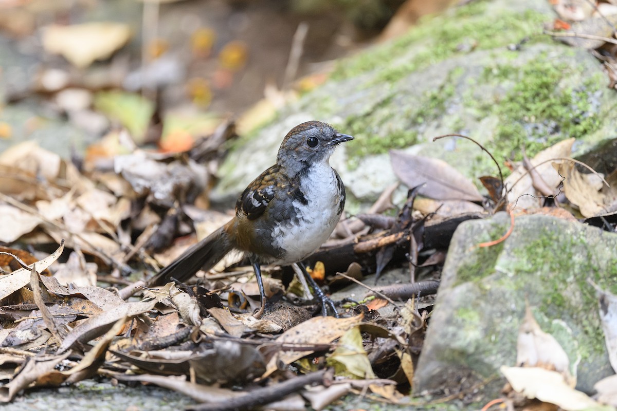 Australian Logrunner - ML645587292