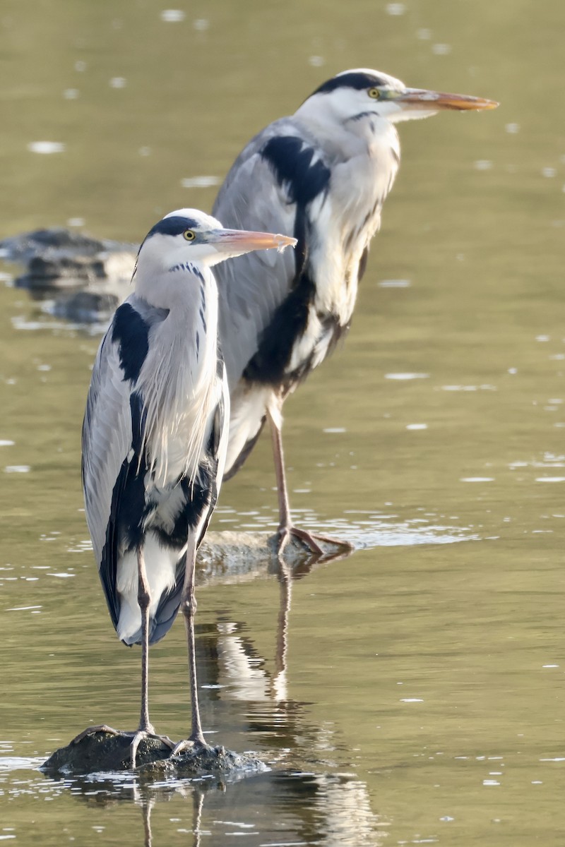 Héron cendré - ML645587294