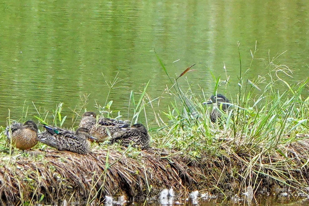 Canard mandarin - ML645587295