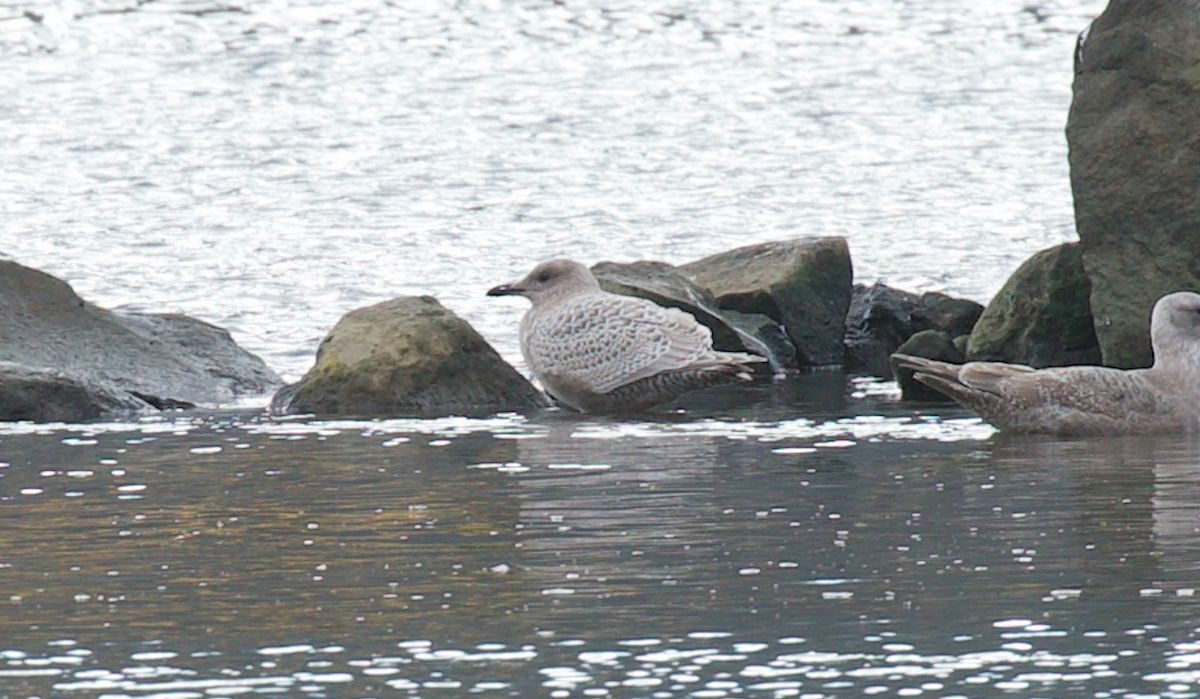 Goéland arctique (thayeri) - ML645587297