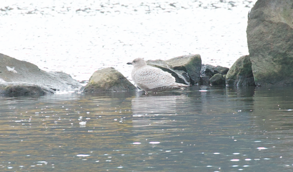 Goéland arctique (thayeri) - ML645587298