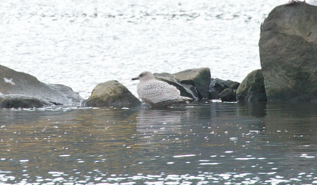 Goéland arctique (thayeri) - ML645587299