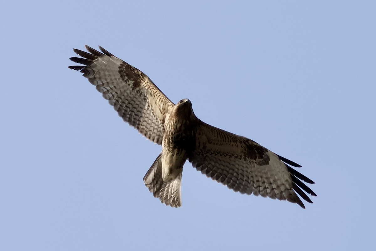 Buse du Japon - ML645587300