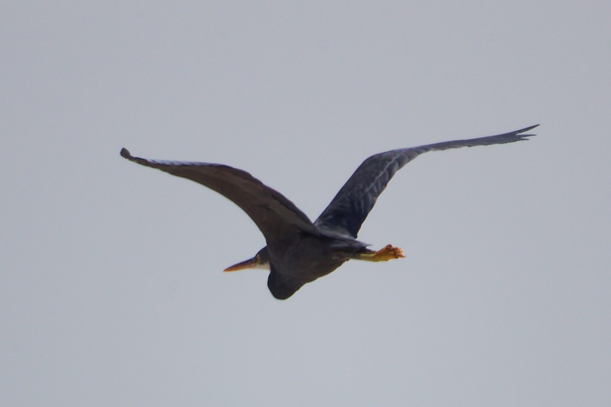 Aigrette à gorge blanche - ML645587301