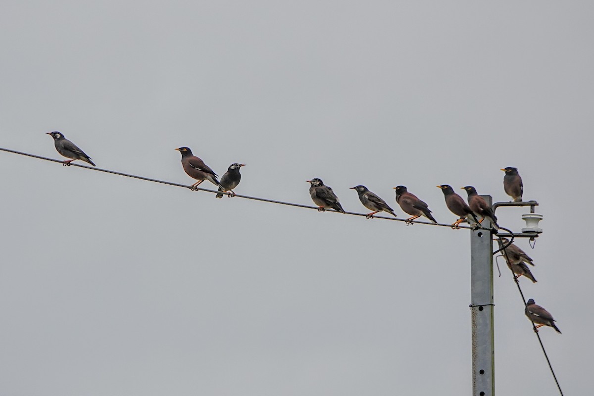 Étourneau gris - ML645587302