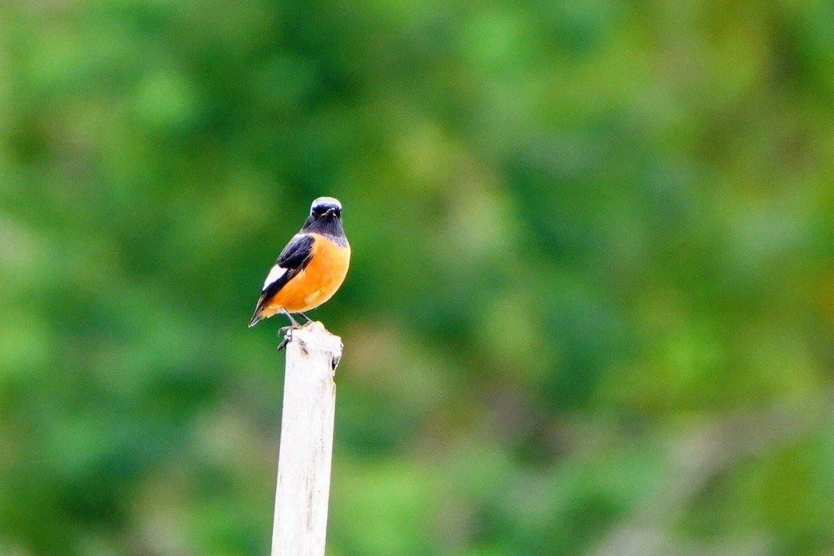 Rougequeue aurore - ML645587303