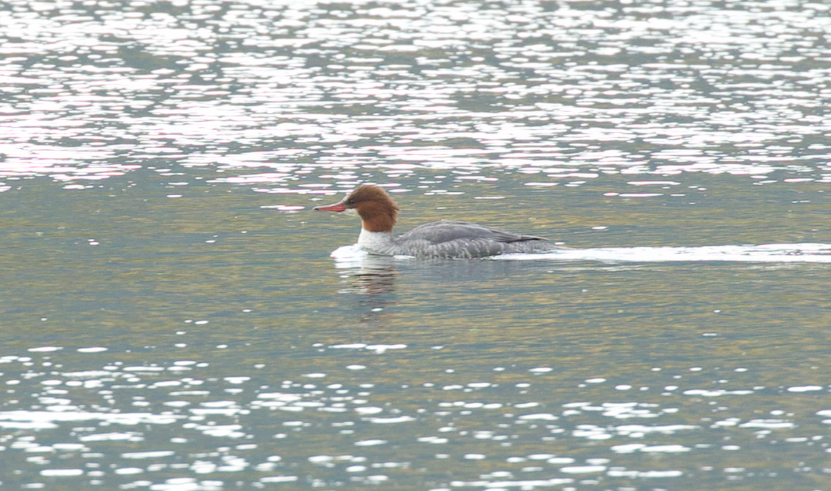 Grand Harle - ML645587304