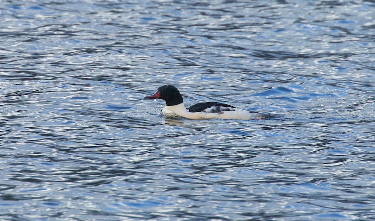 Grand Harle - ML645587305