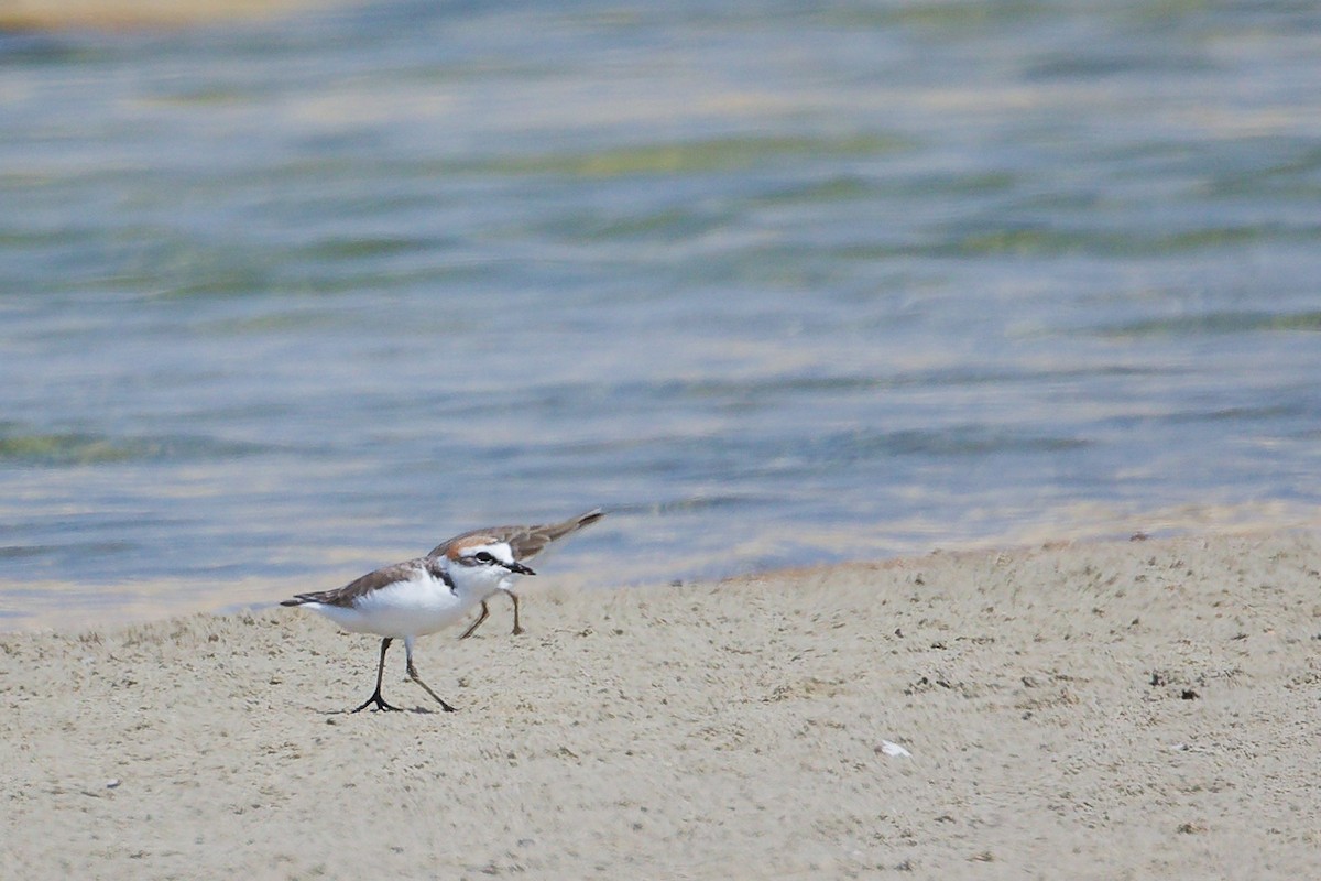 Pluvier à collier interrompu - ML645587306