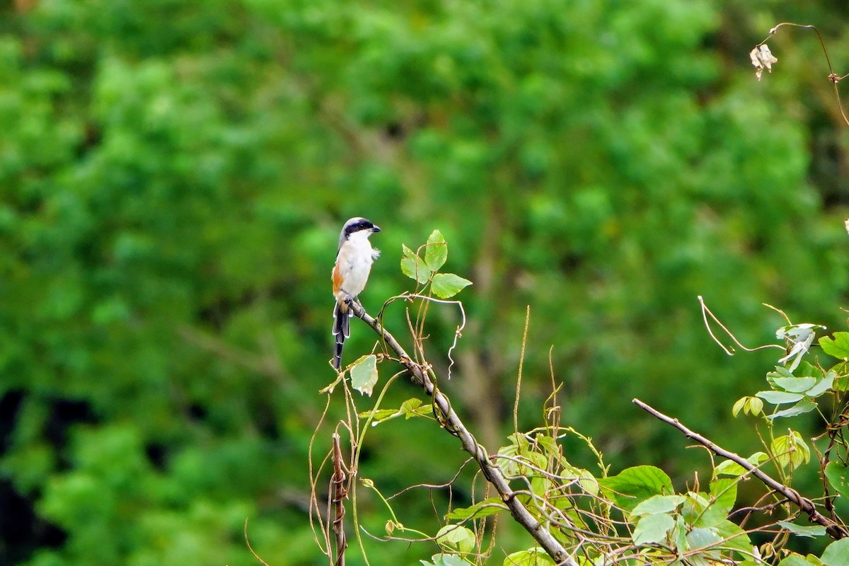 Pie-grièche schach - ML645587307