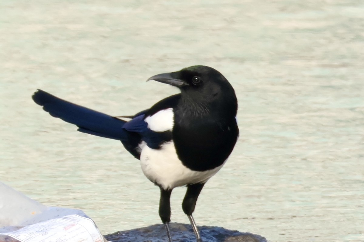 Orientelster - ML645587309