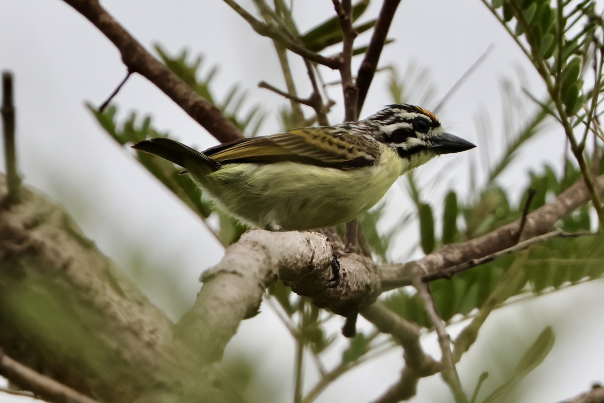 Yellow-fronted Tinkerbird - ML645587319
