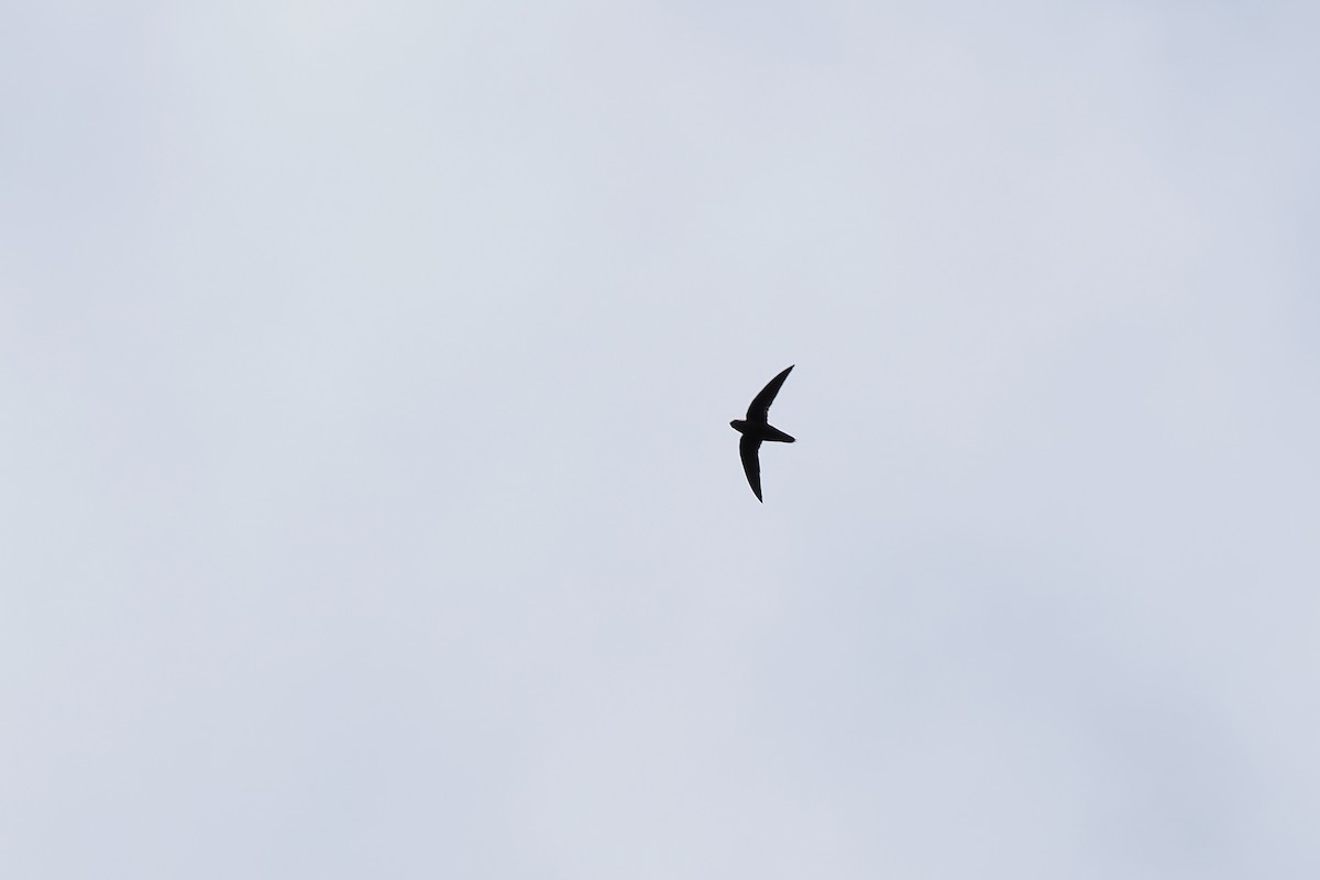 Chapman's Swift - ML645587338