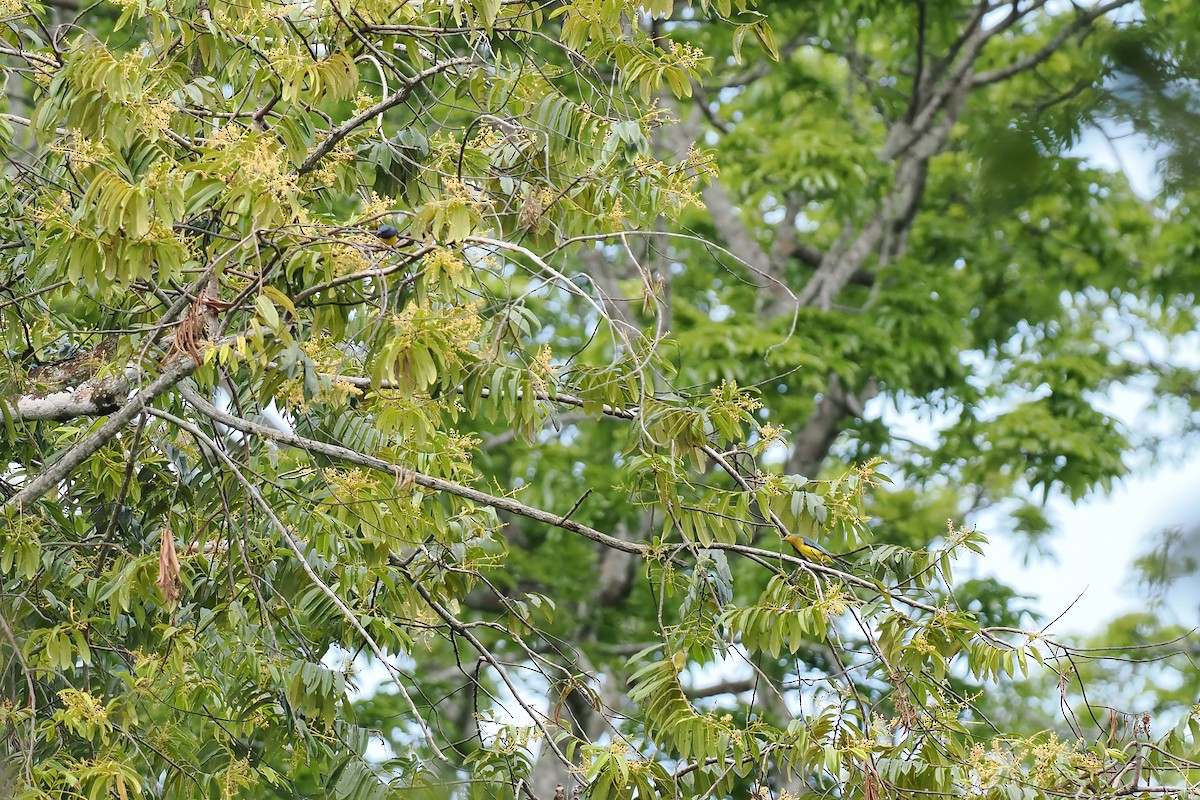 Blue-backed Tanager - ML645587392