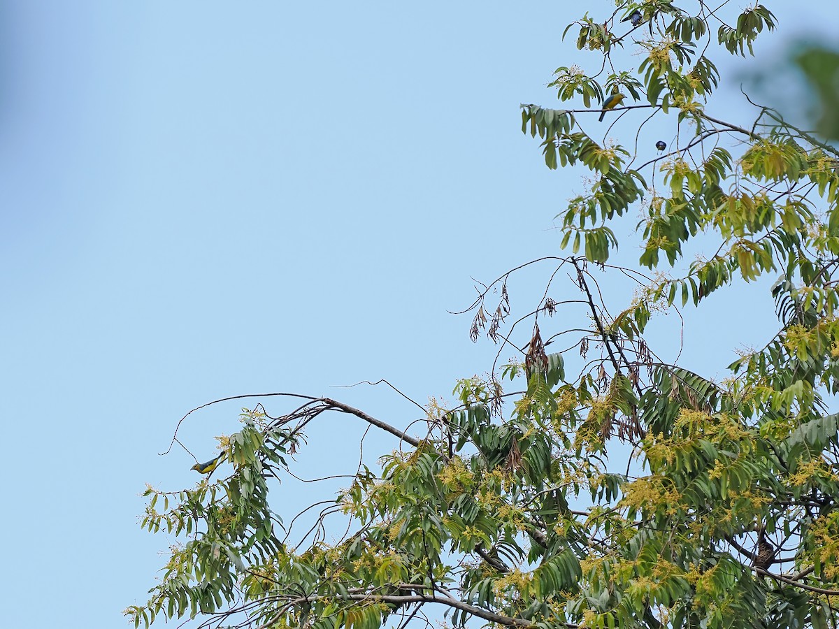 Blue-backed Tanager - ML645587393