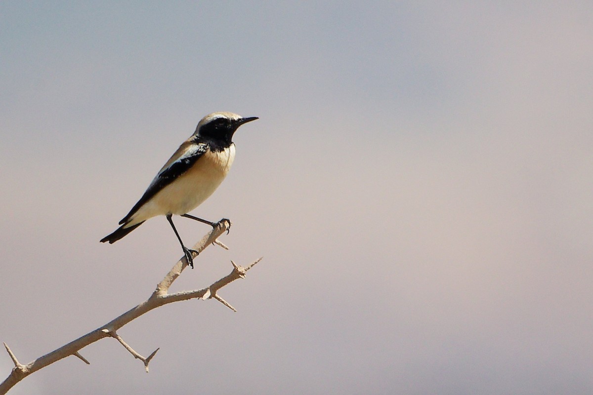 Desert Wheatear - ML645587394