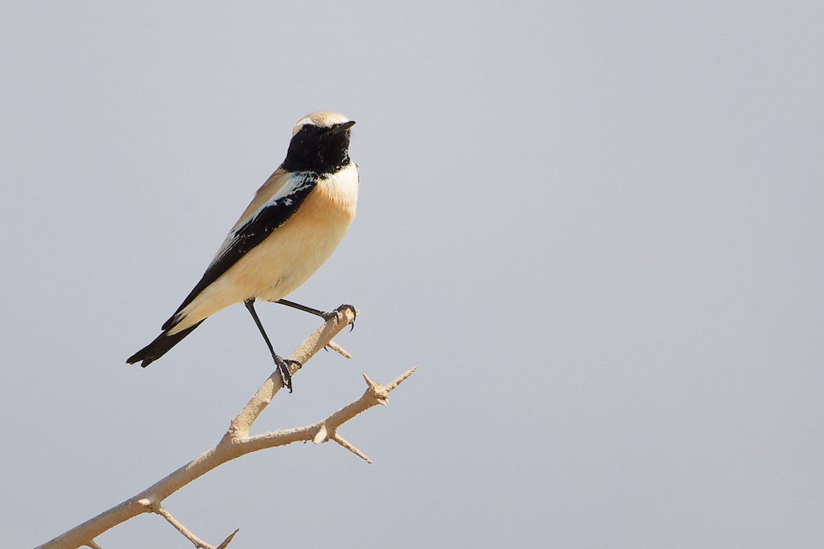 Desert Wheatear - ML645587395