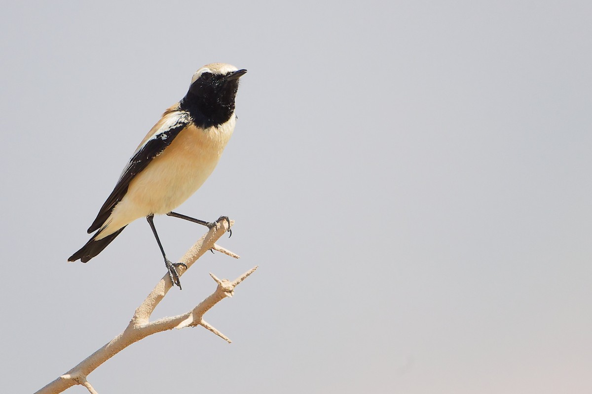 Desert Wheatear - ML645587396