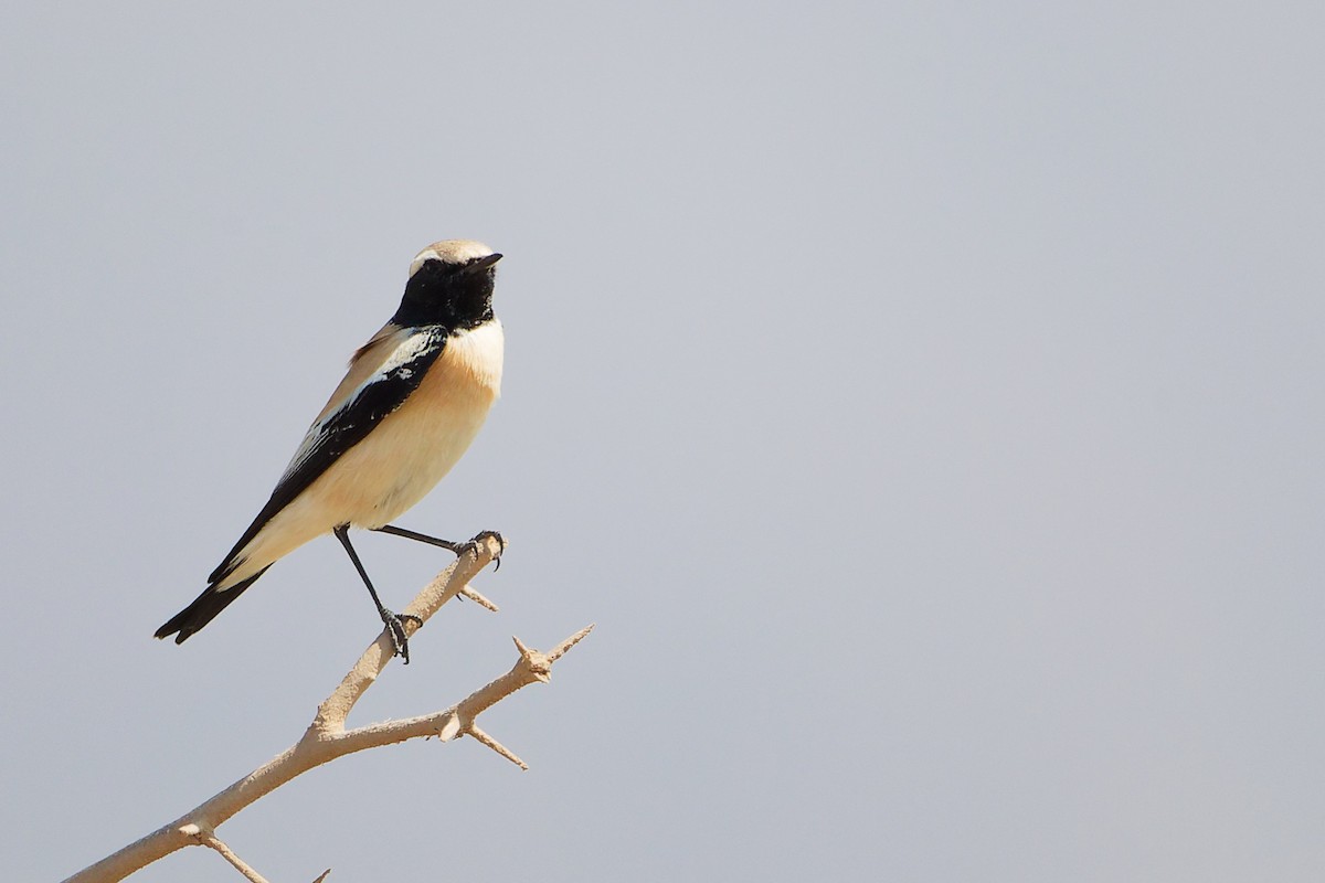 Desert Wheatear - ML645587397
