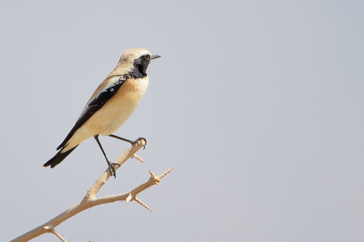Desert Wheatear - ML645587398