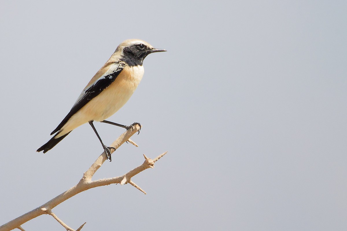 Desert Wheatear - ML645587399