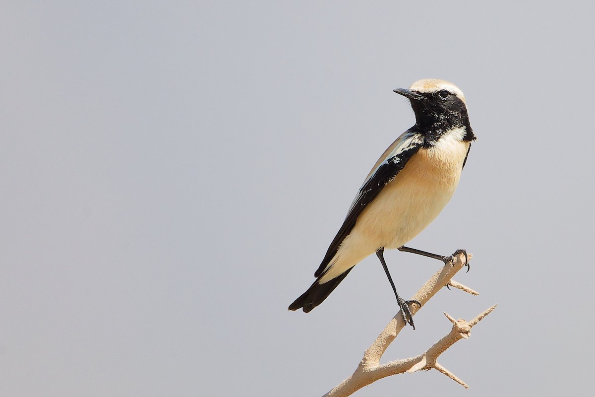 Desert Wheatear - ML645587400